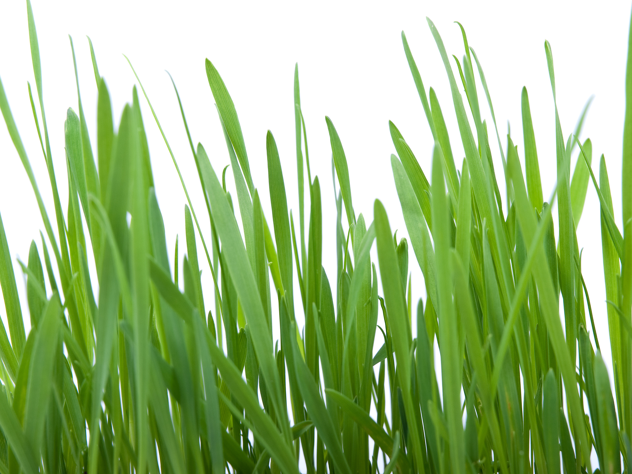 广西农业职业技术学院植物保护与检疫技术专业专业都学些什么