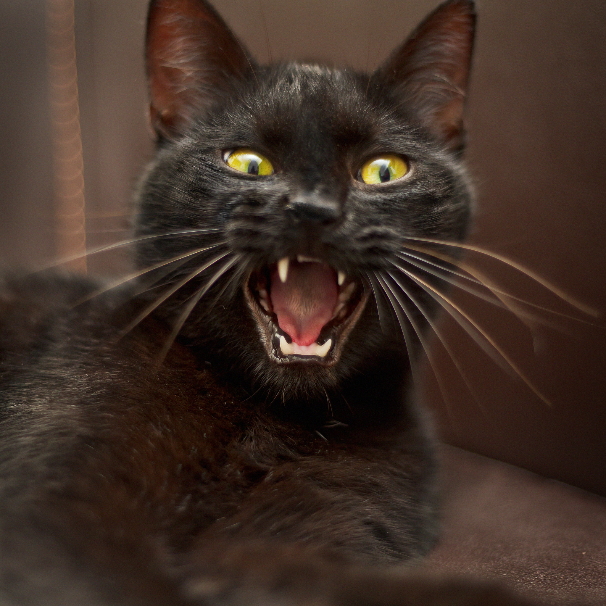黑猫起名：凶狠表情，爱啃咬，取个有趣的名字！