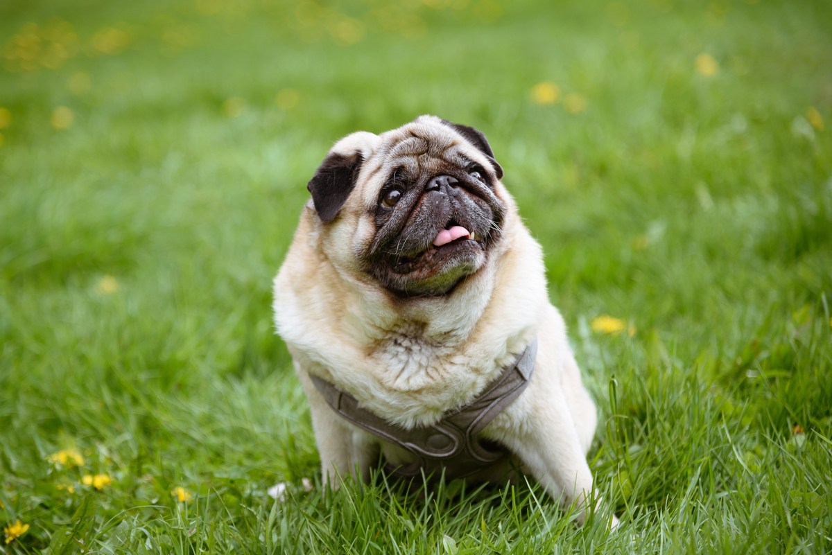 小狗的故事长度