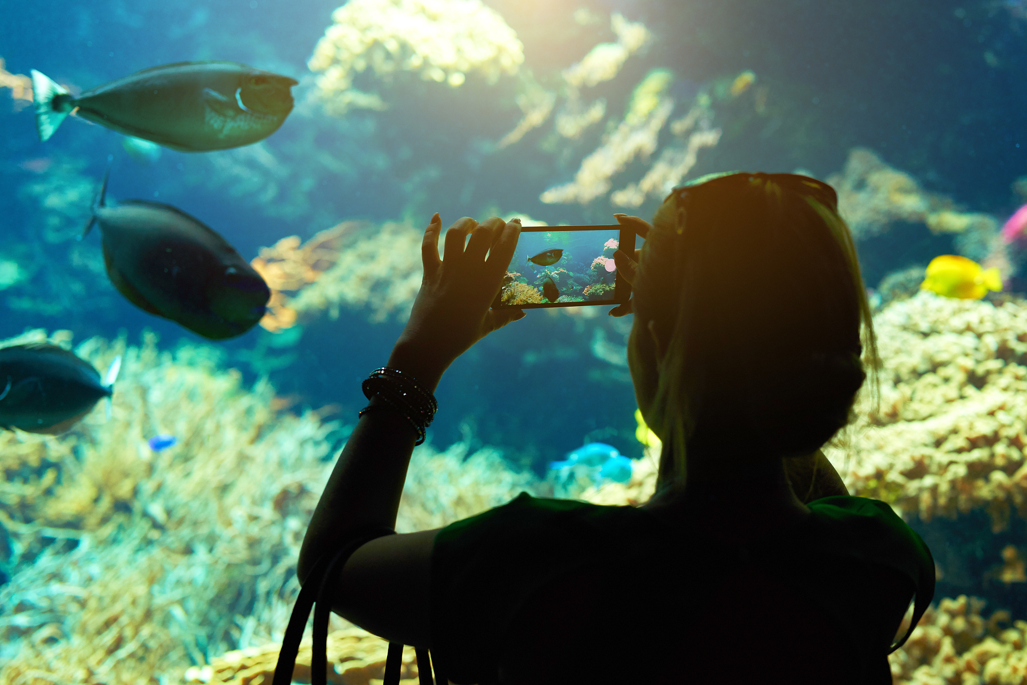 aquarium enjoyment