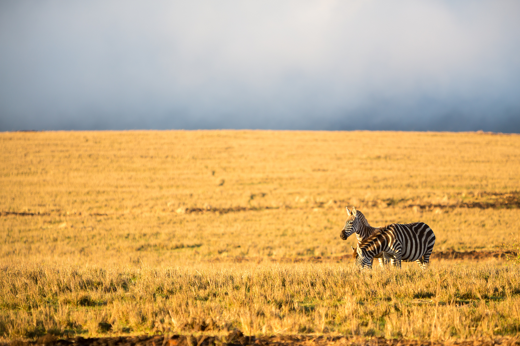 zebra