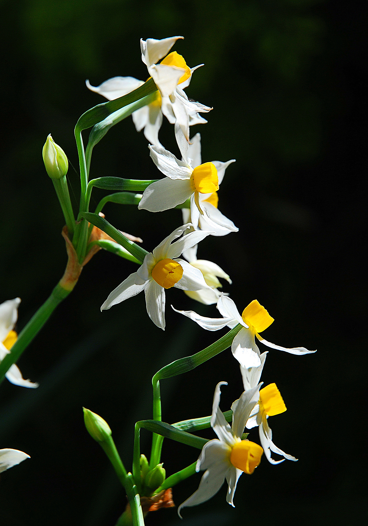 narcissus