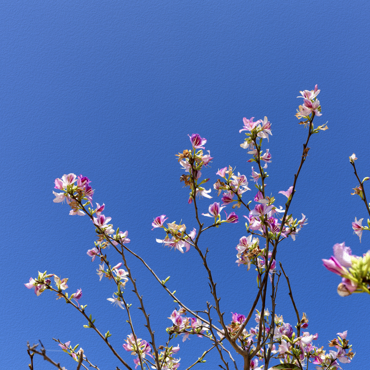 写一篇文章描述春天的景色