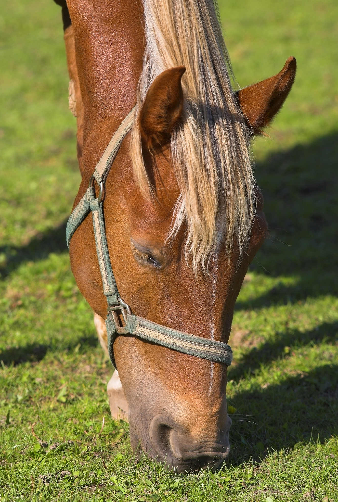 my horse