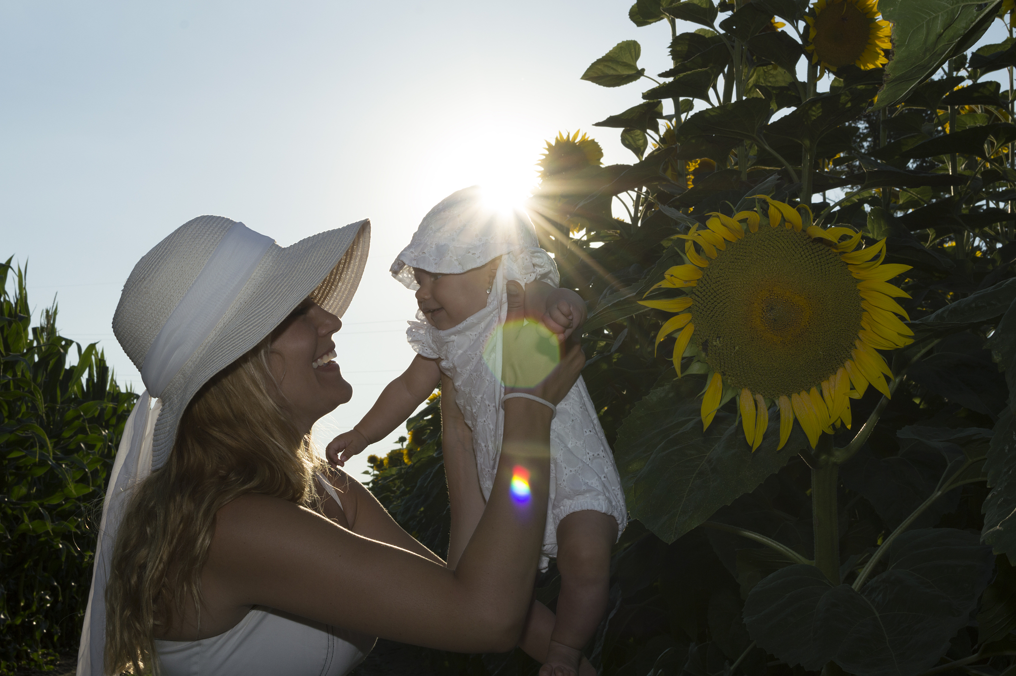 sunlower field