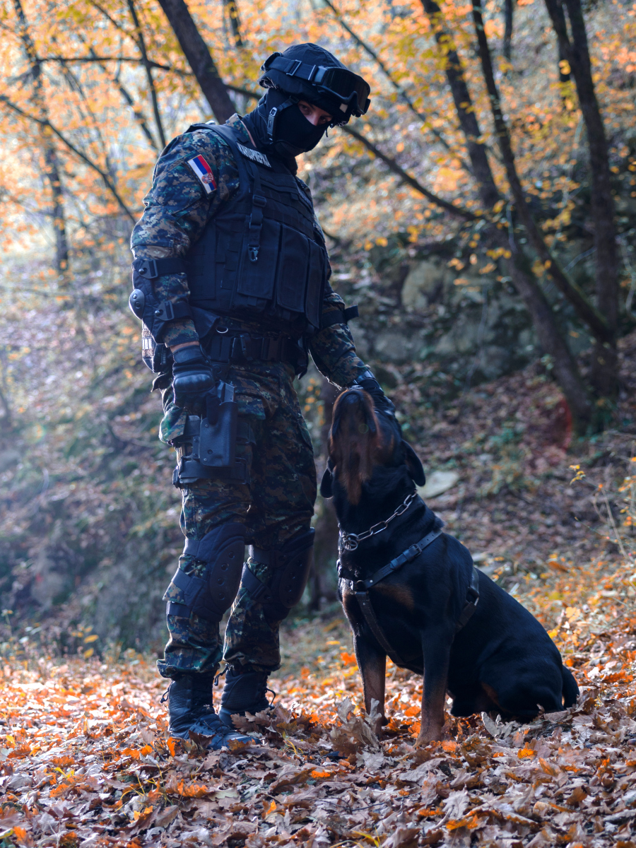 时尚潮流警犬,时尚潮流警犬图片