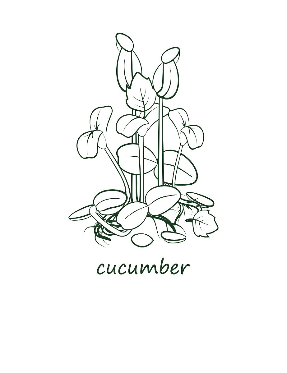 1200卡路里减肥食谱：低热量健康餐单（适合中国人）