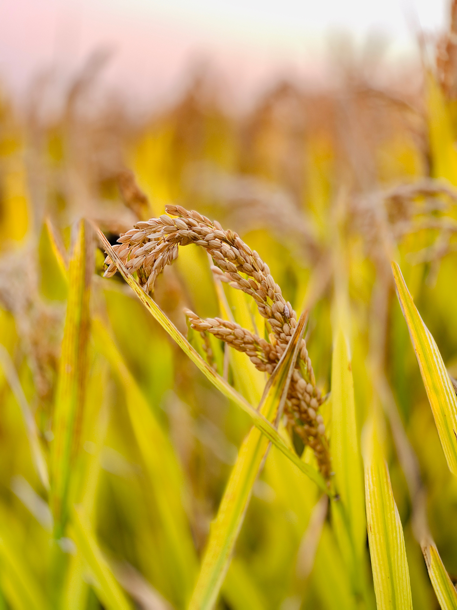 和 像一颗金色的种子 相似