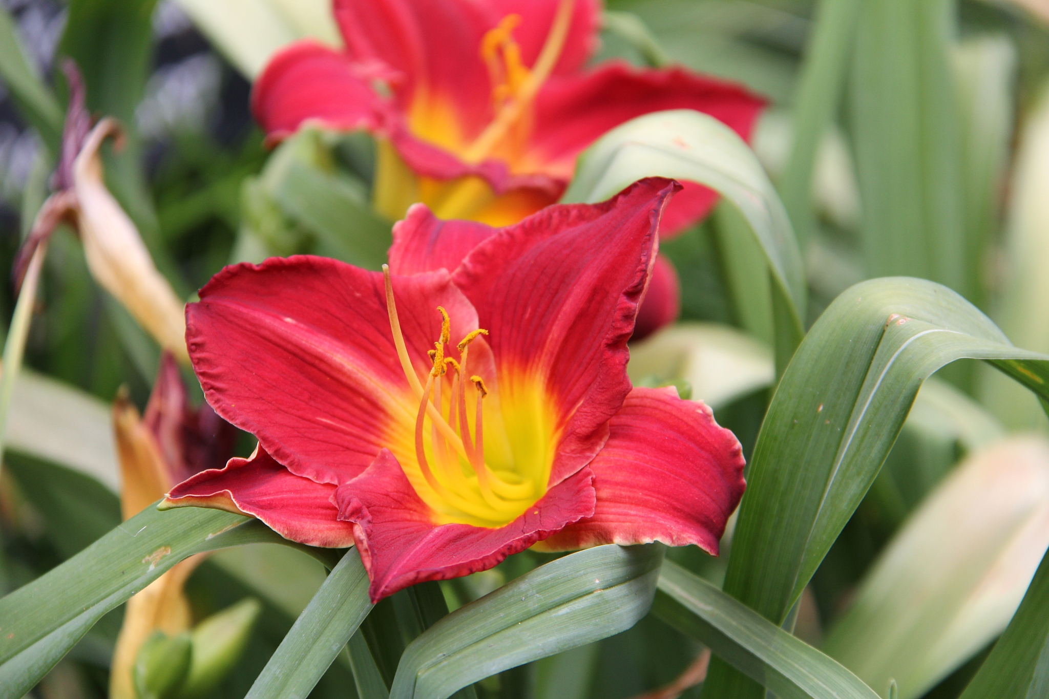 朱顶红是不是并蒂莲 朱顶红和并蒂莲有什么关系