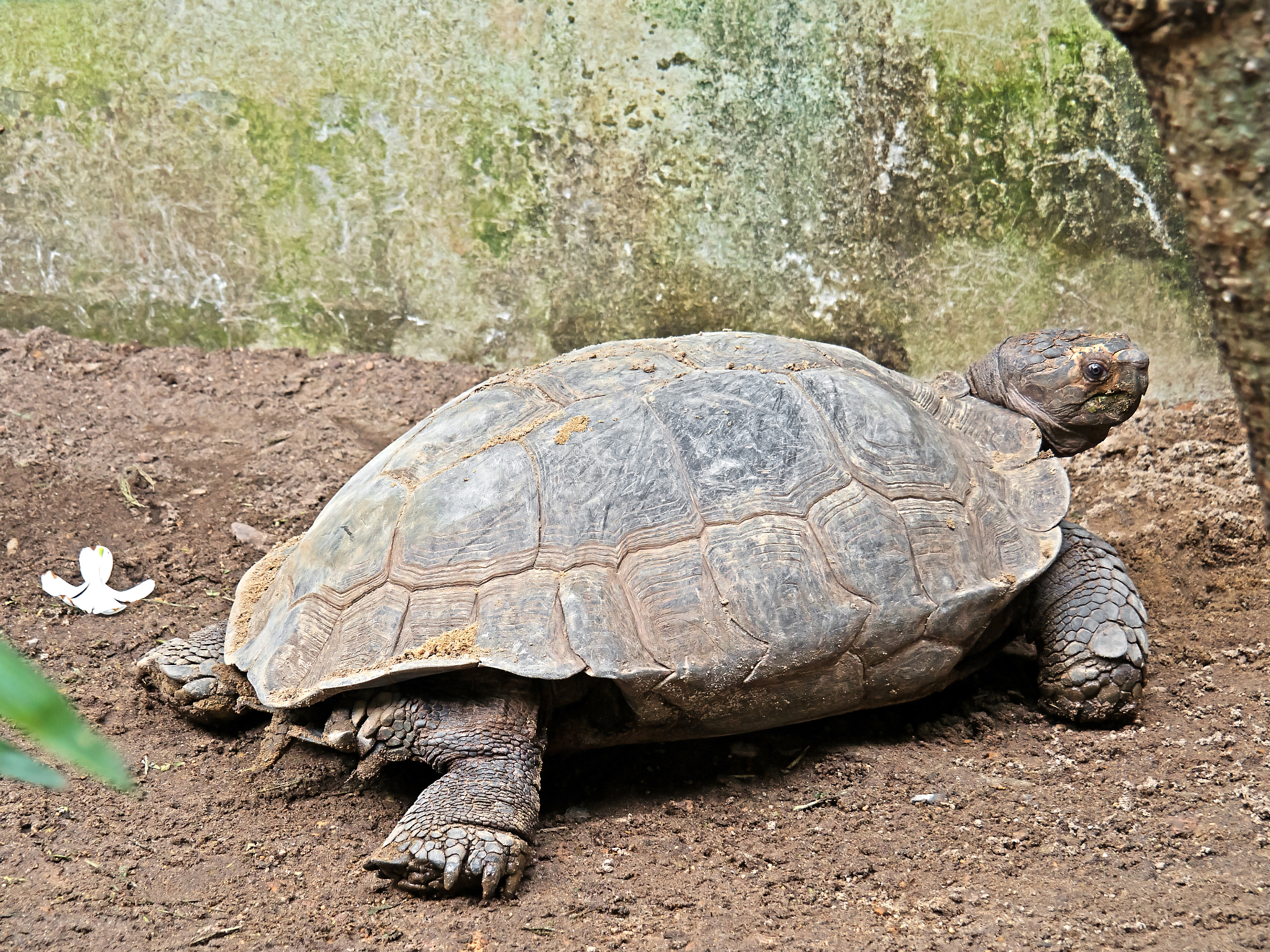 burmese mountain tortoise on the ground