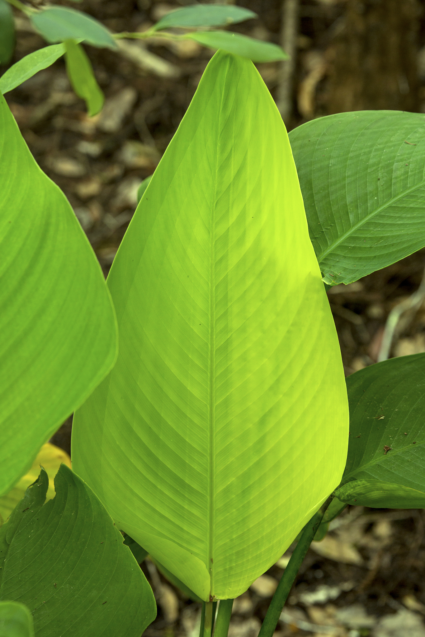 leaves of alligator flag in the florida everglades.