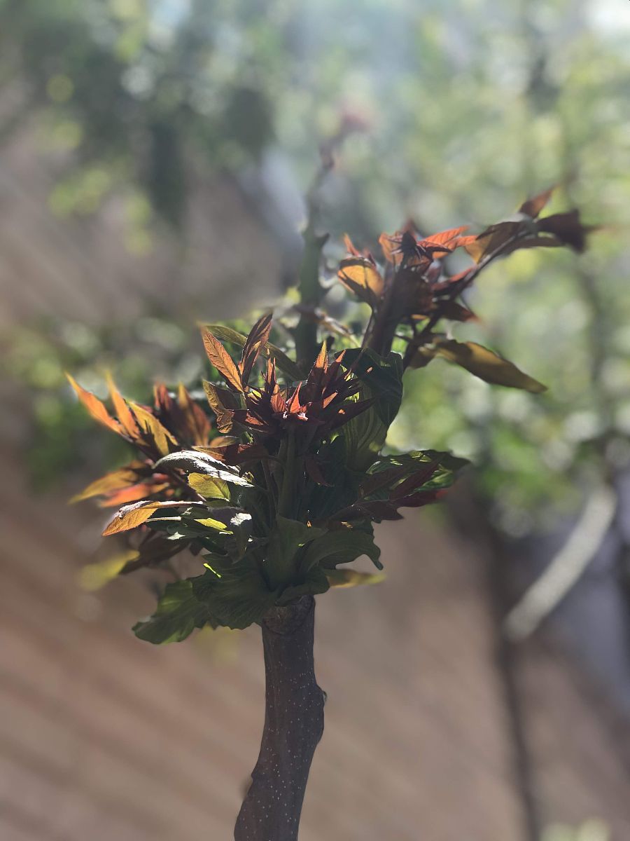花枯萎安慰简短