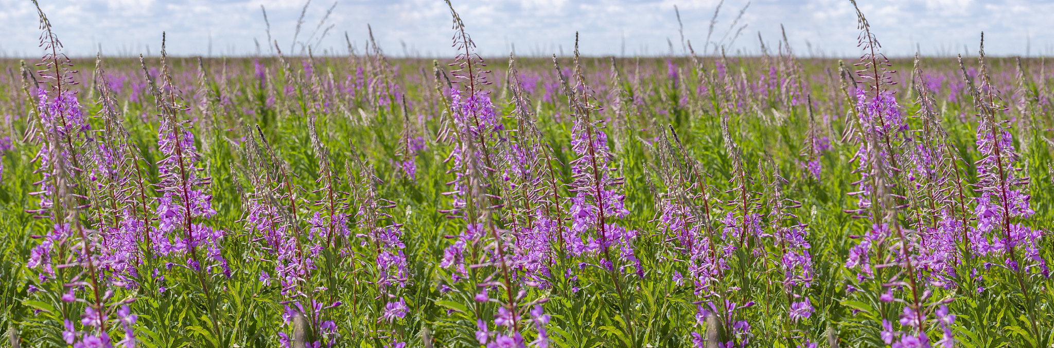 公园游记：三年级小学生眼中的美丽景色