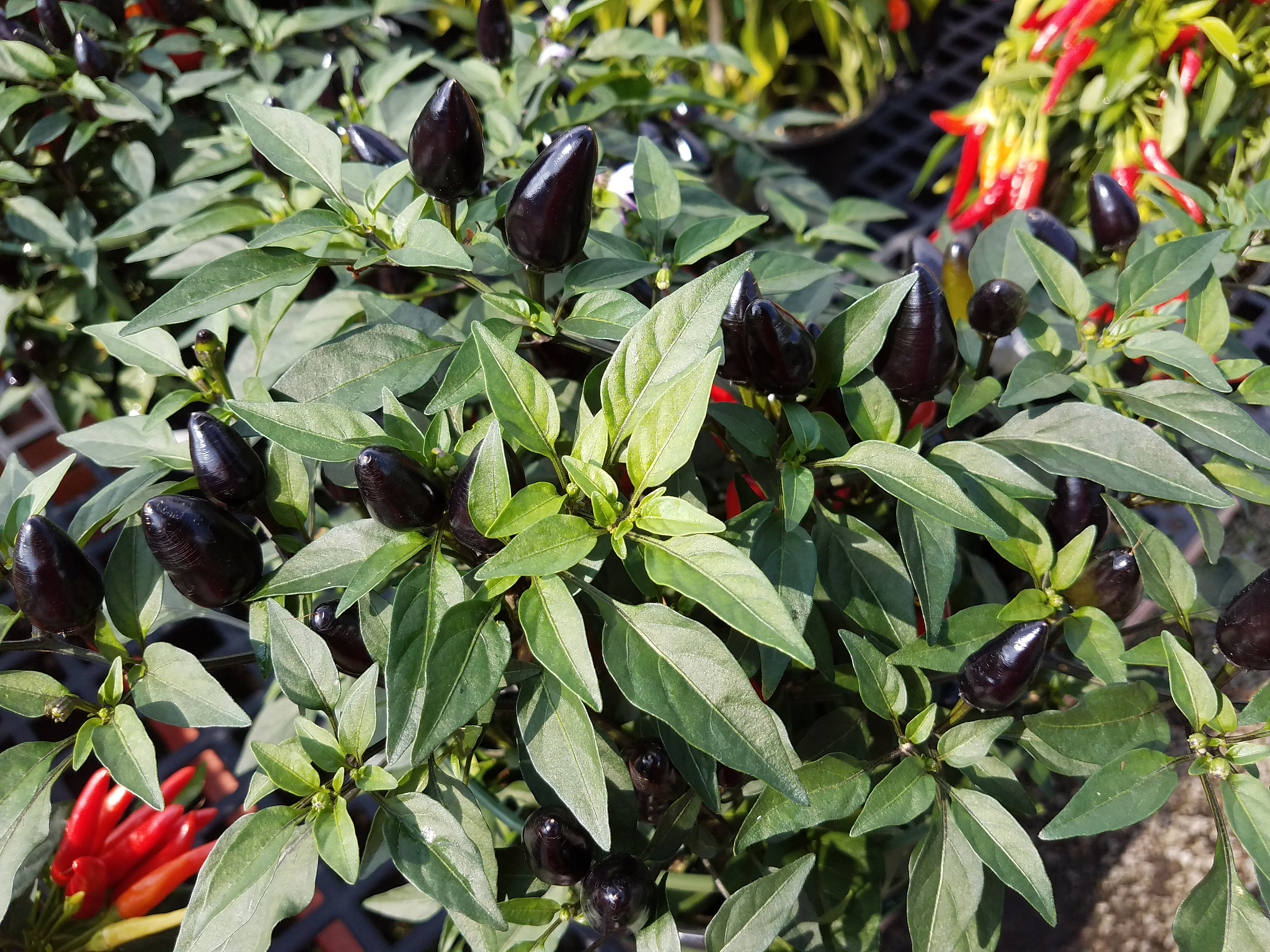 小米辣和尤加利哪个好种回答+拓展