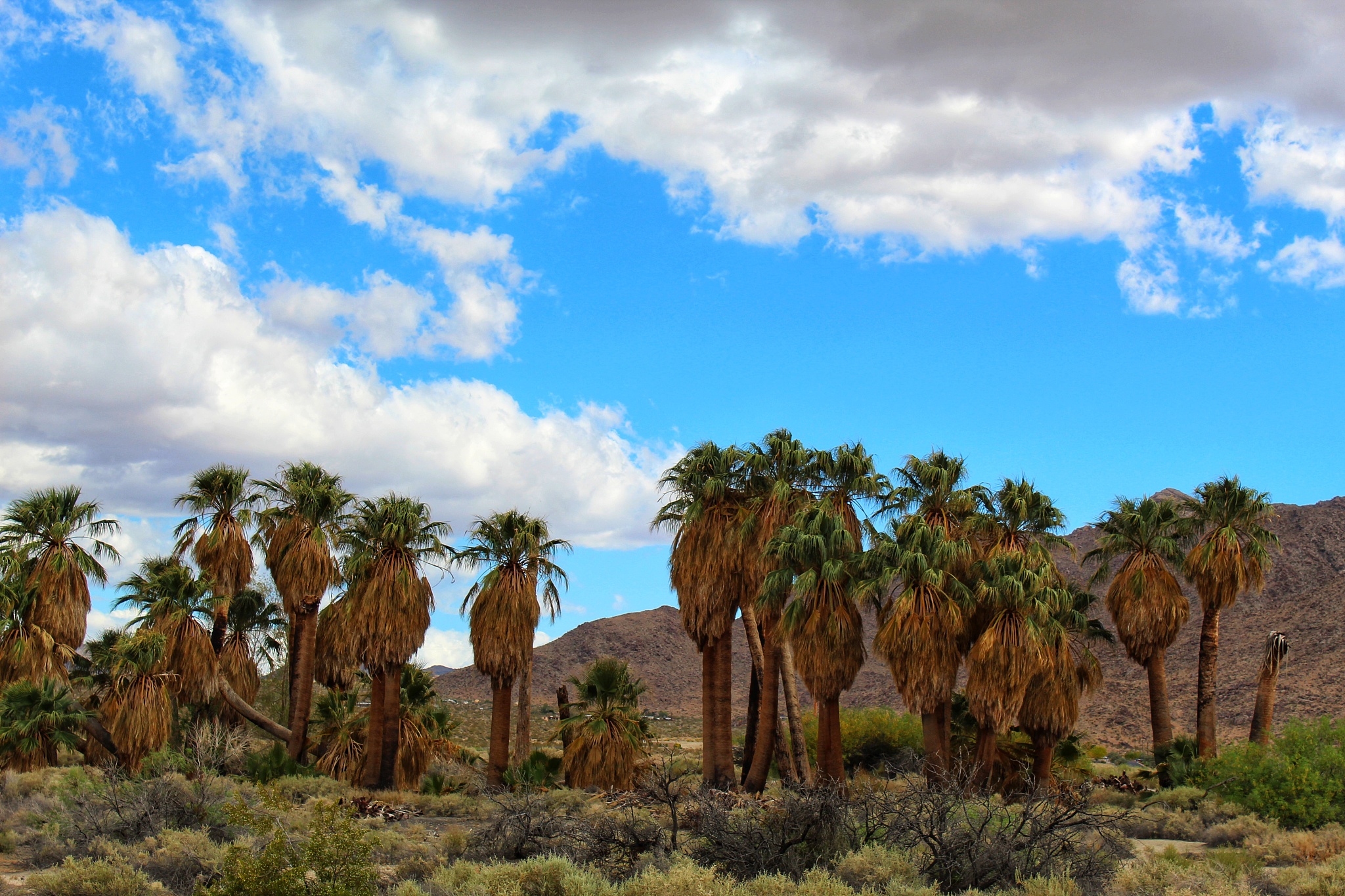 fan palm oasis - 29 palms - 050719 a