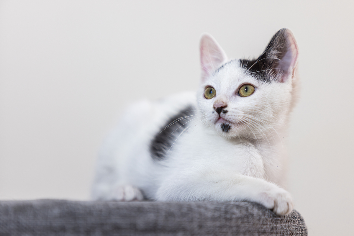 猫咪热门标题：萌宠、故事、生活、美容、健康、玩具、美食、摄影