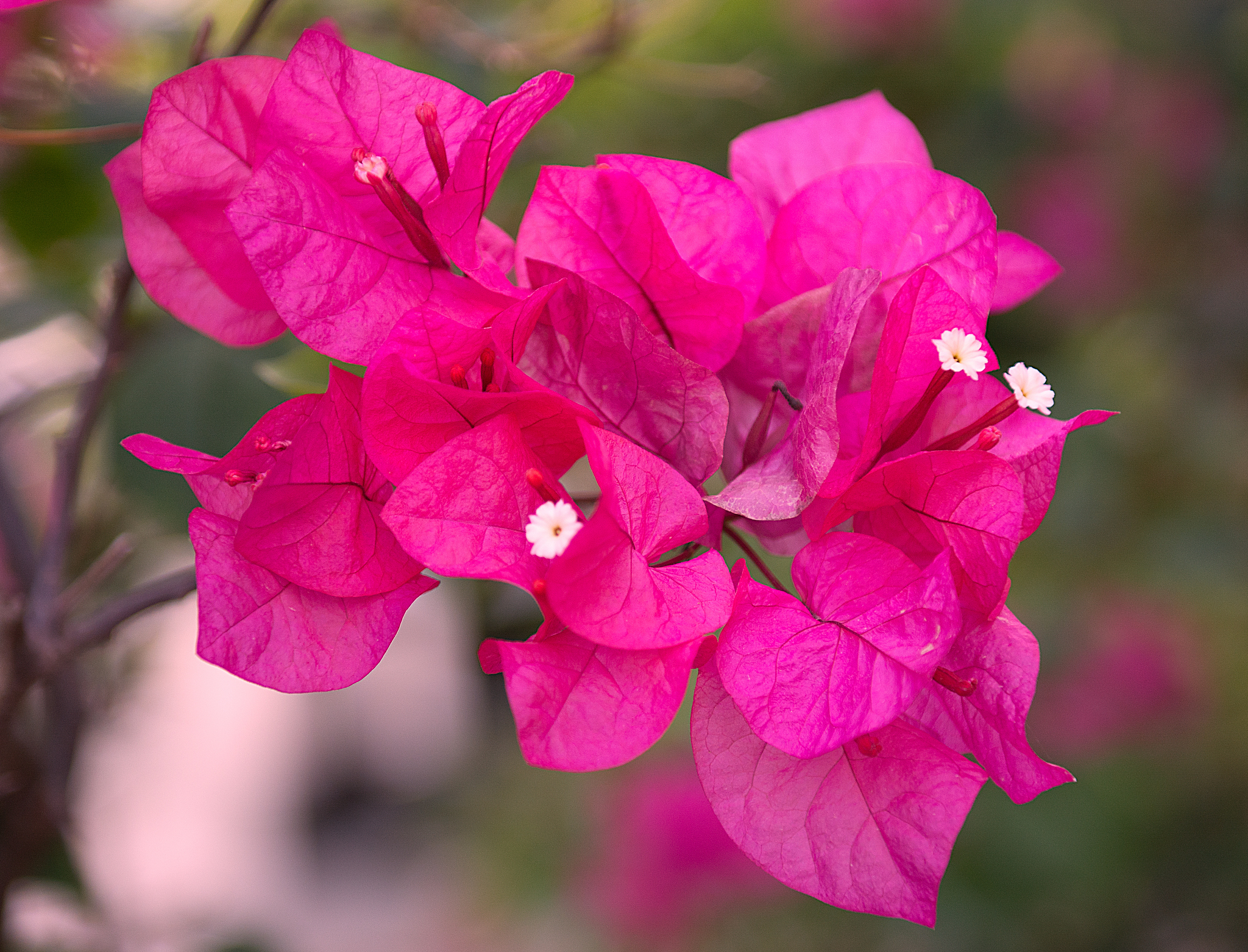 a lot of beautiful, colourful flowers growing in the tropics. ex