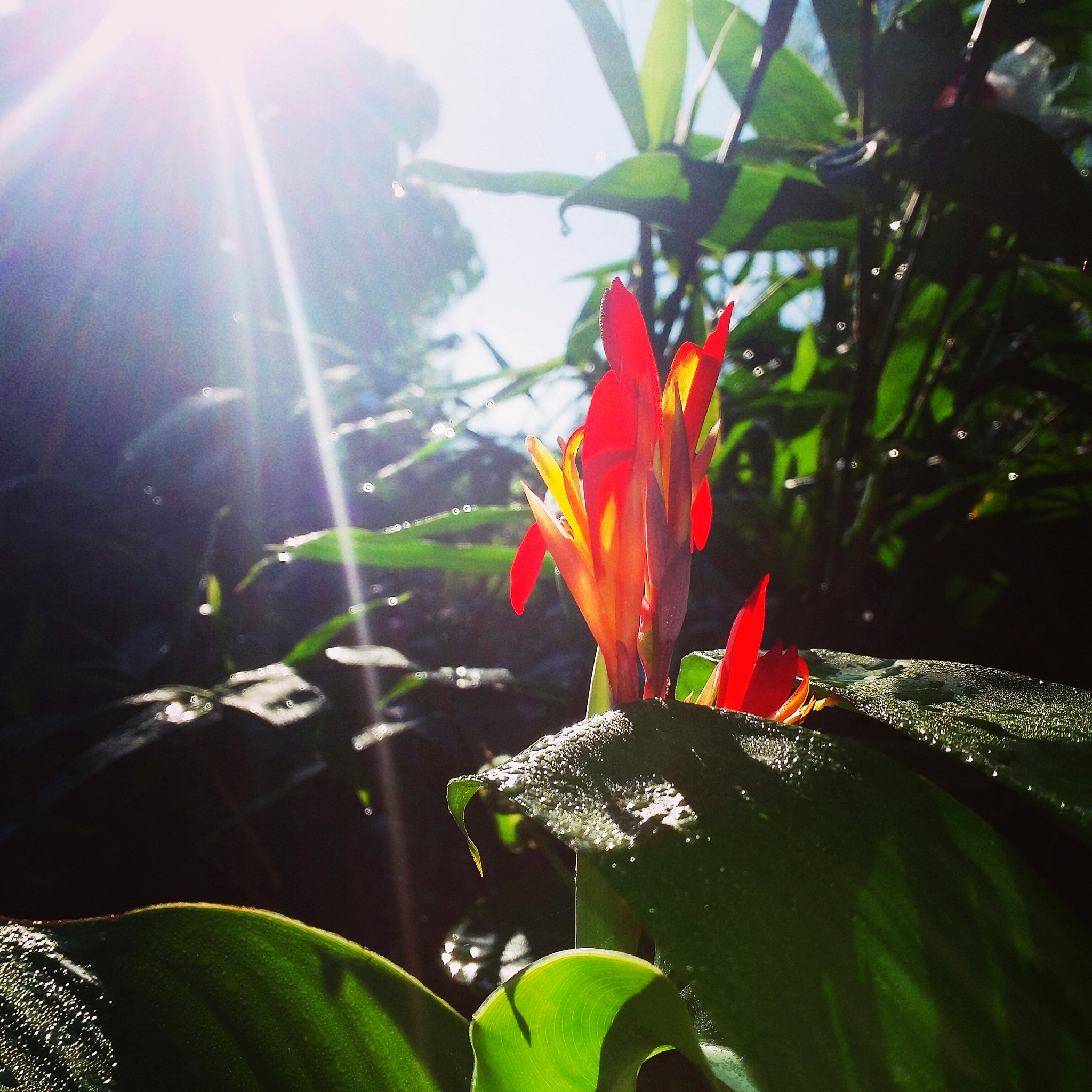 夜幕下的美人蕉树林