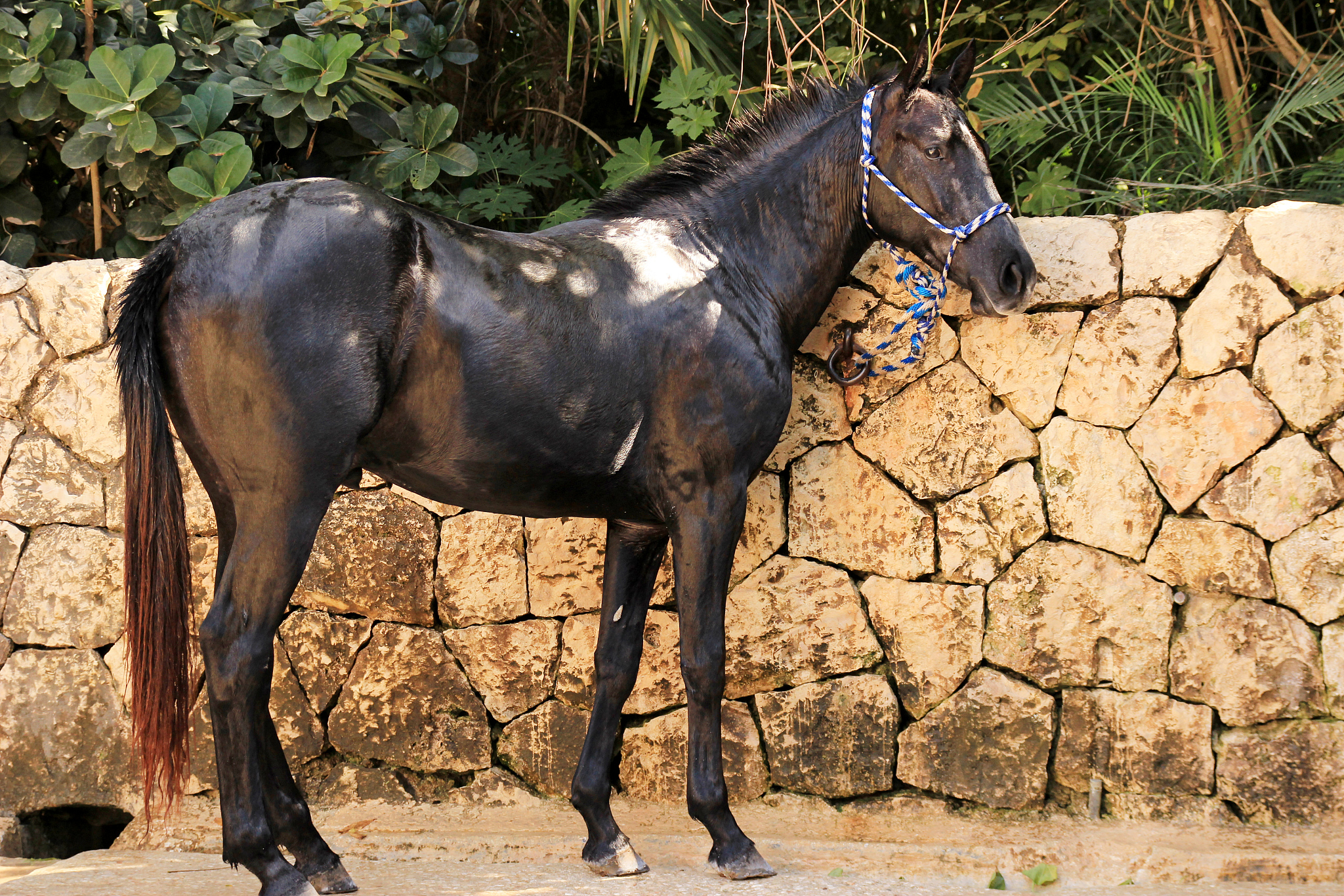 black horse