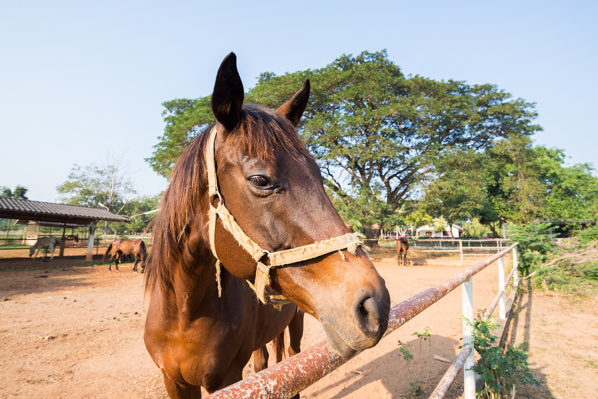 brown horse in a farm