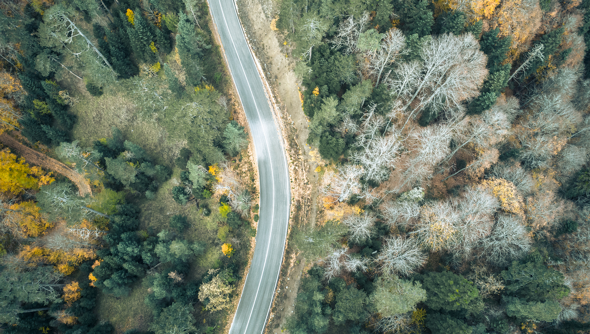 yedigoller bolu, autumn forest road from a drone view