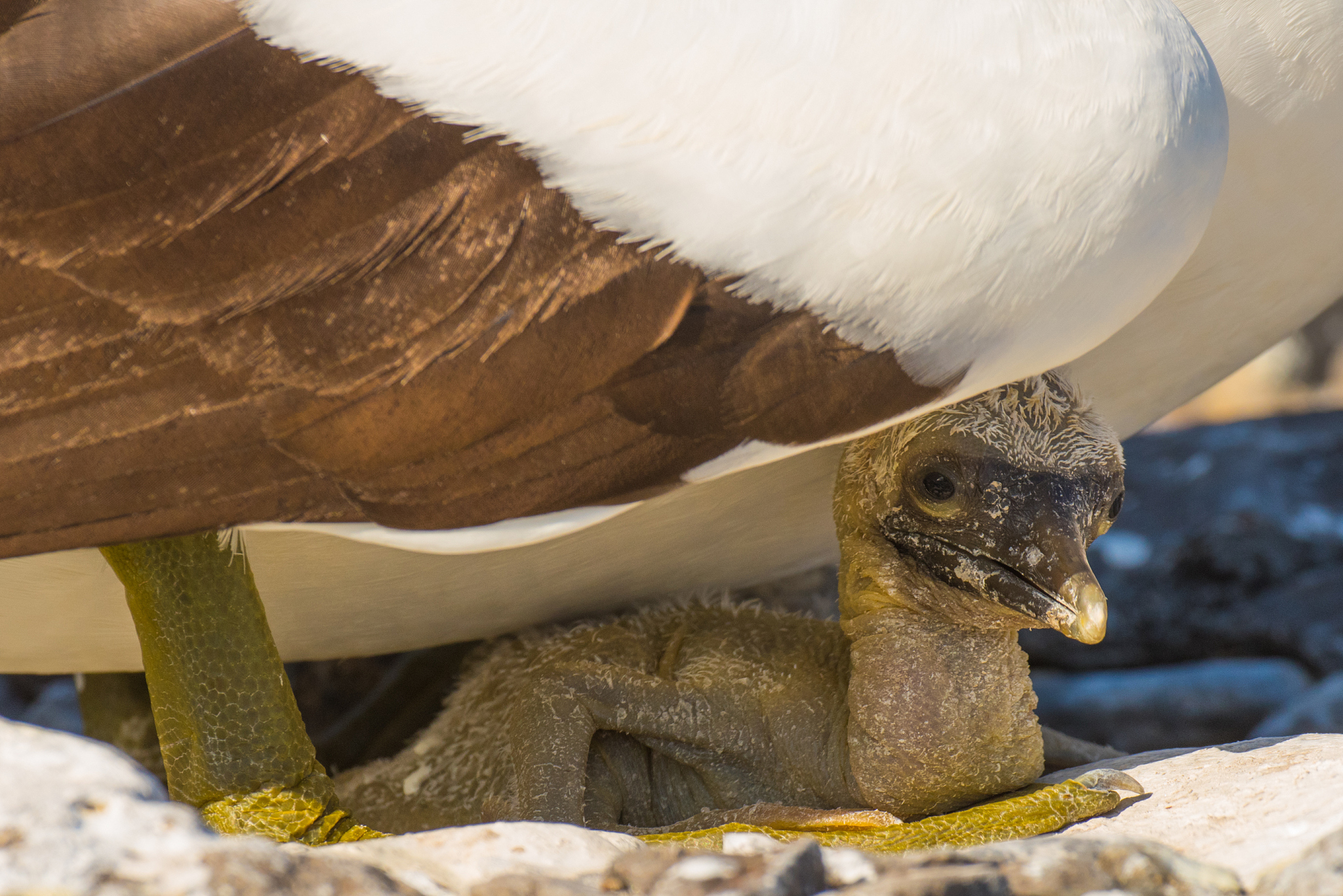 close-up of nazca booby with young bird