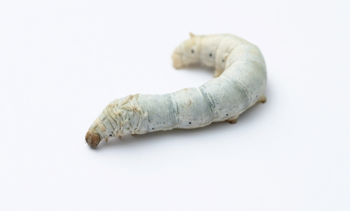 蚕的一生有多长？别被它的吃货属性迷惑了！