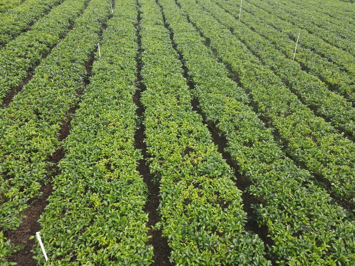 蚕豆矮化育种新突破：亚有限生长型种质的发现与应用