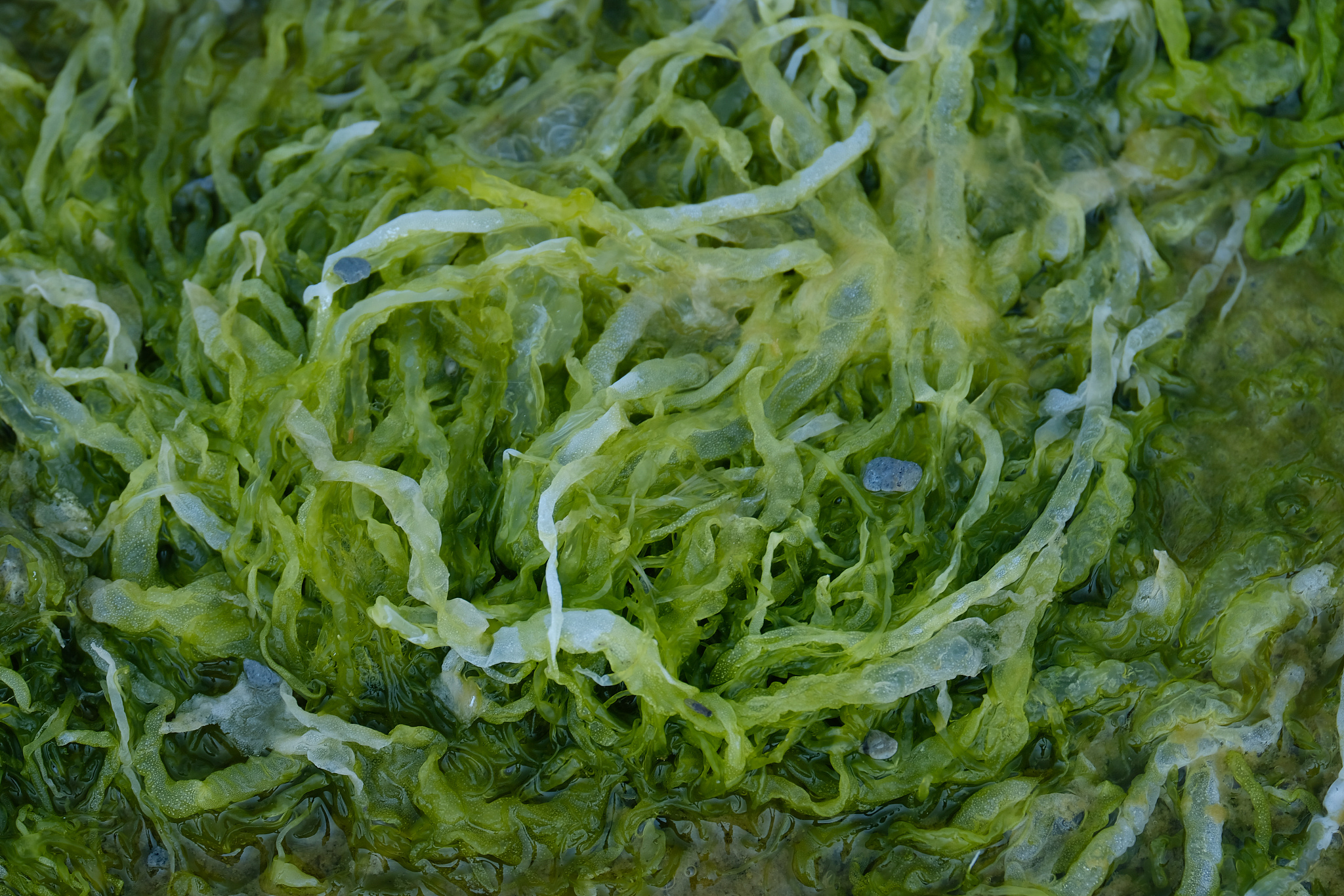 pattern of algae growing in the sea