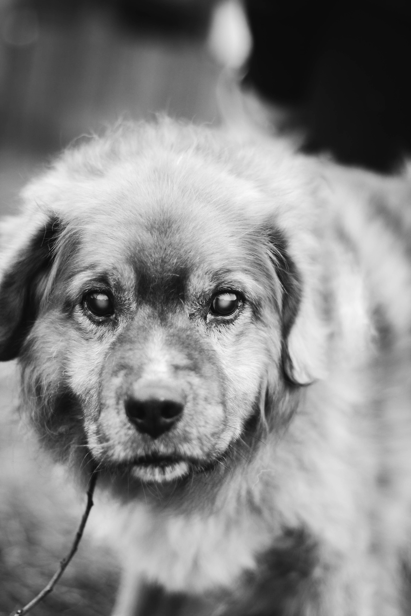 犬渐进性视网膜萎缩变性-RCD1型临床表现