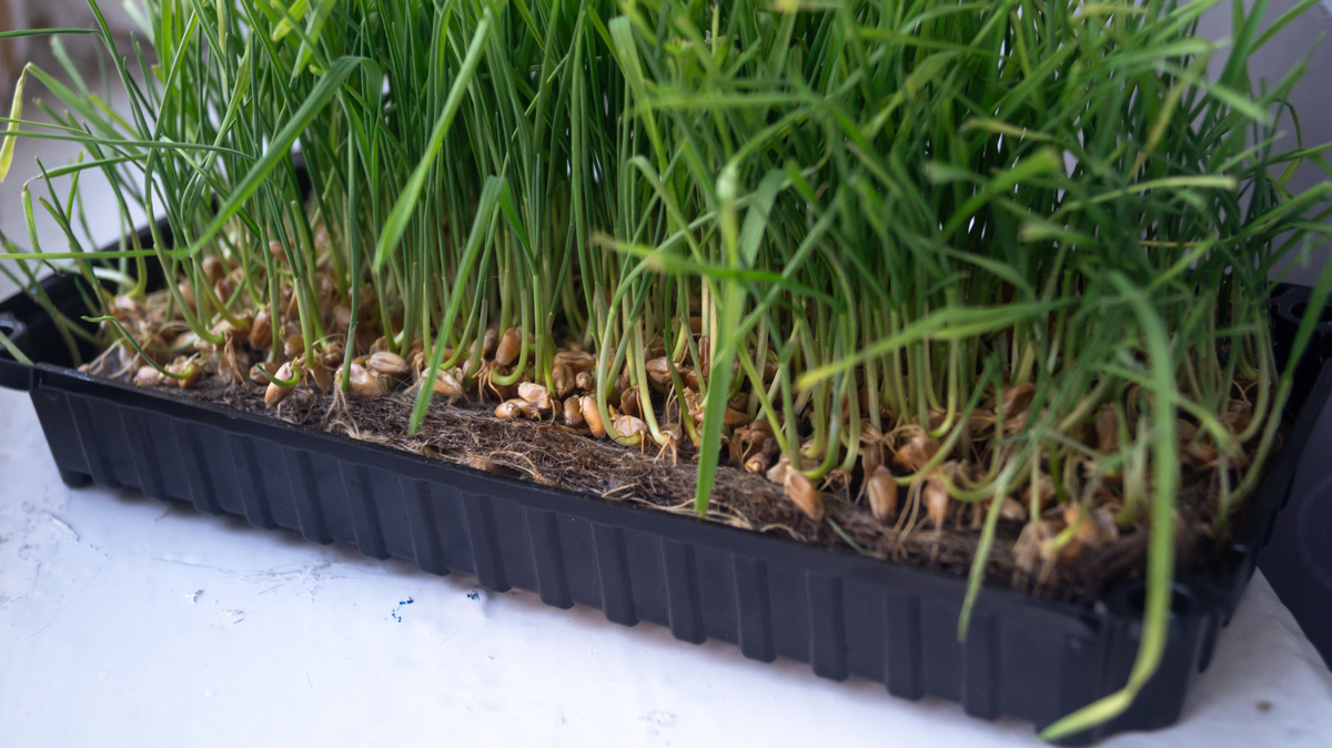 空心菜扦插：几天生根？什么时候种植？