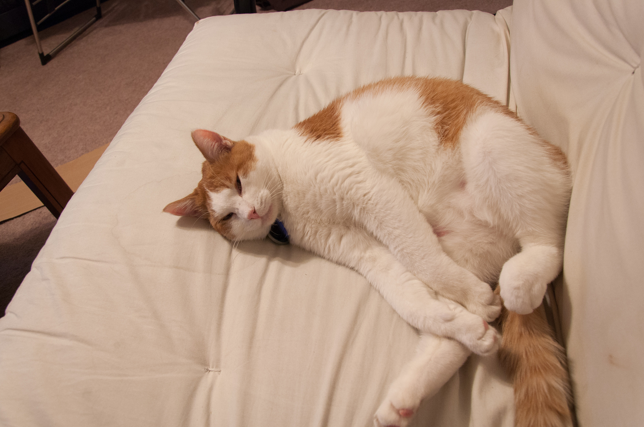 猫咪睡姿揭秘：仰面朝天是为了舒适还是信任？