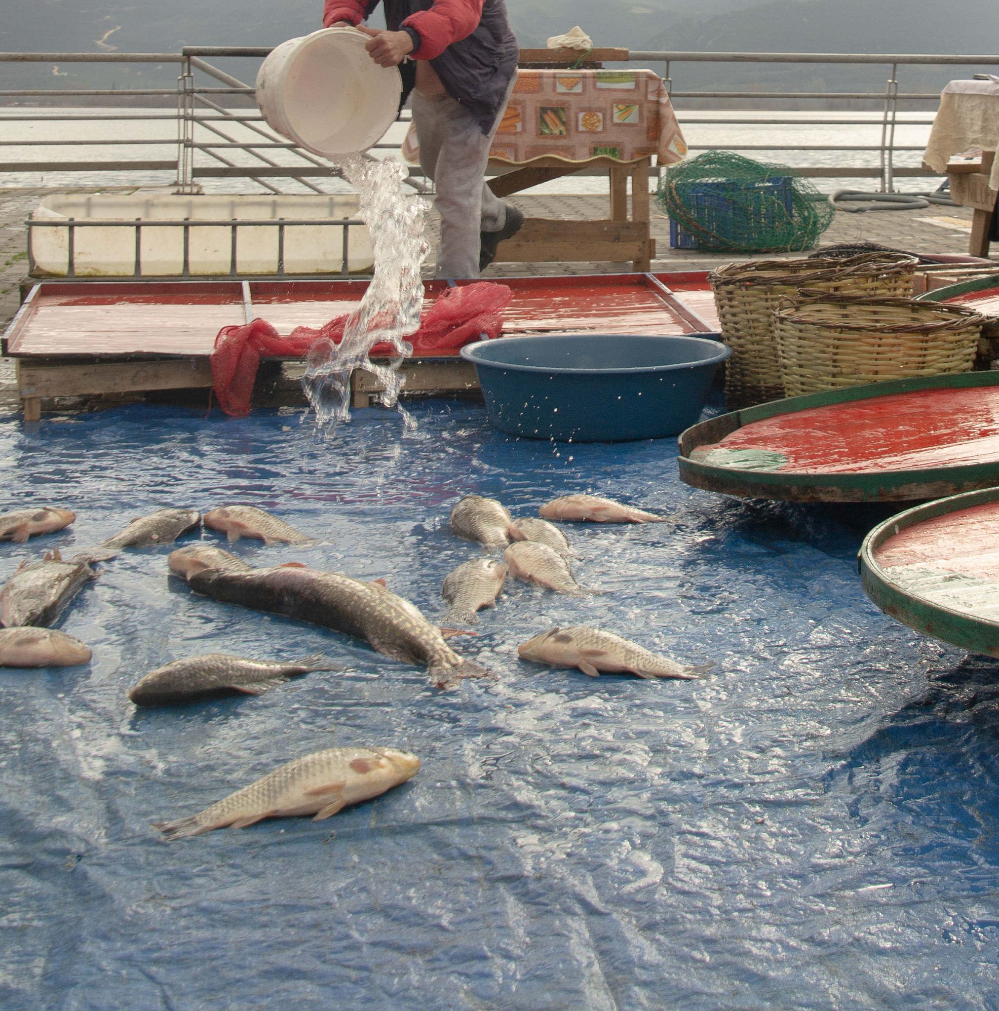 鱼类与渔业：现状、问题与可持续发展