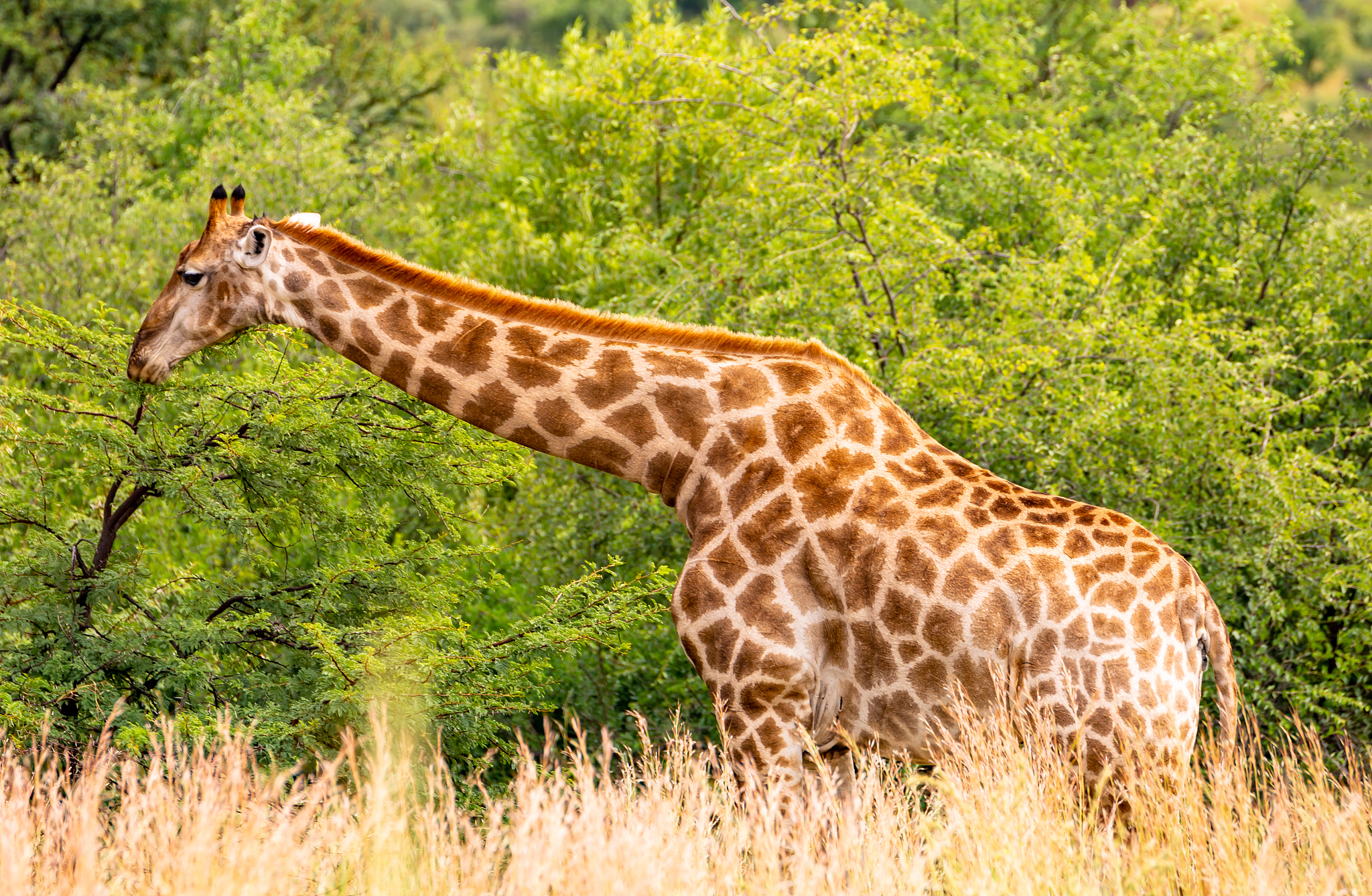 giraffes herd in savannah,africa safari