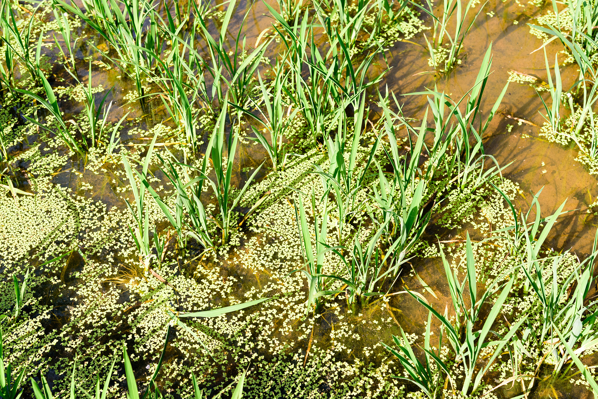 含单宁饲草的利用必要性：提升中国饲草资源利用效率