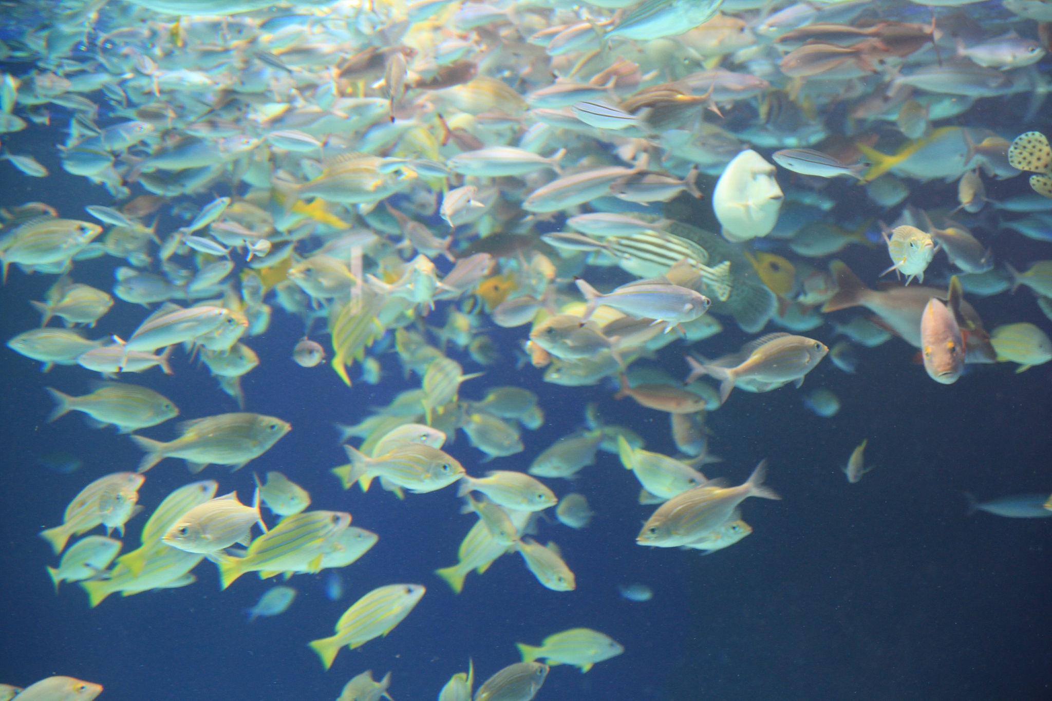 aquarium: jellyfish: jellyfish flickering while emitting light
