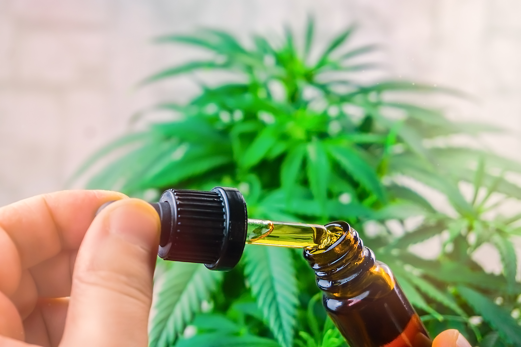 hand holding bottle of cannabis oil against marijuana plant