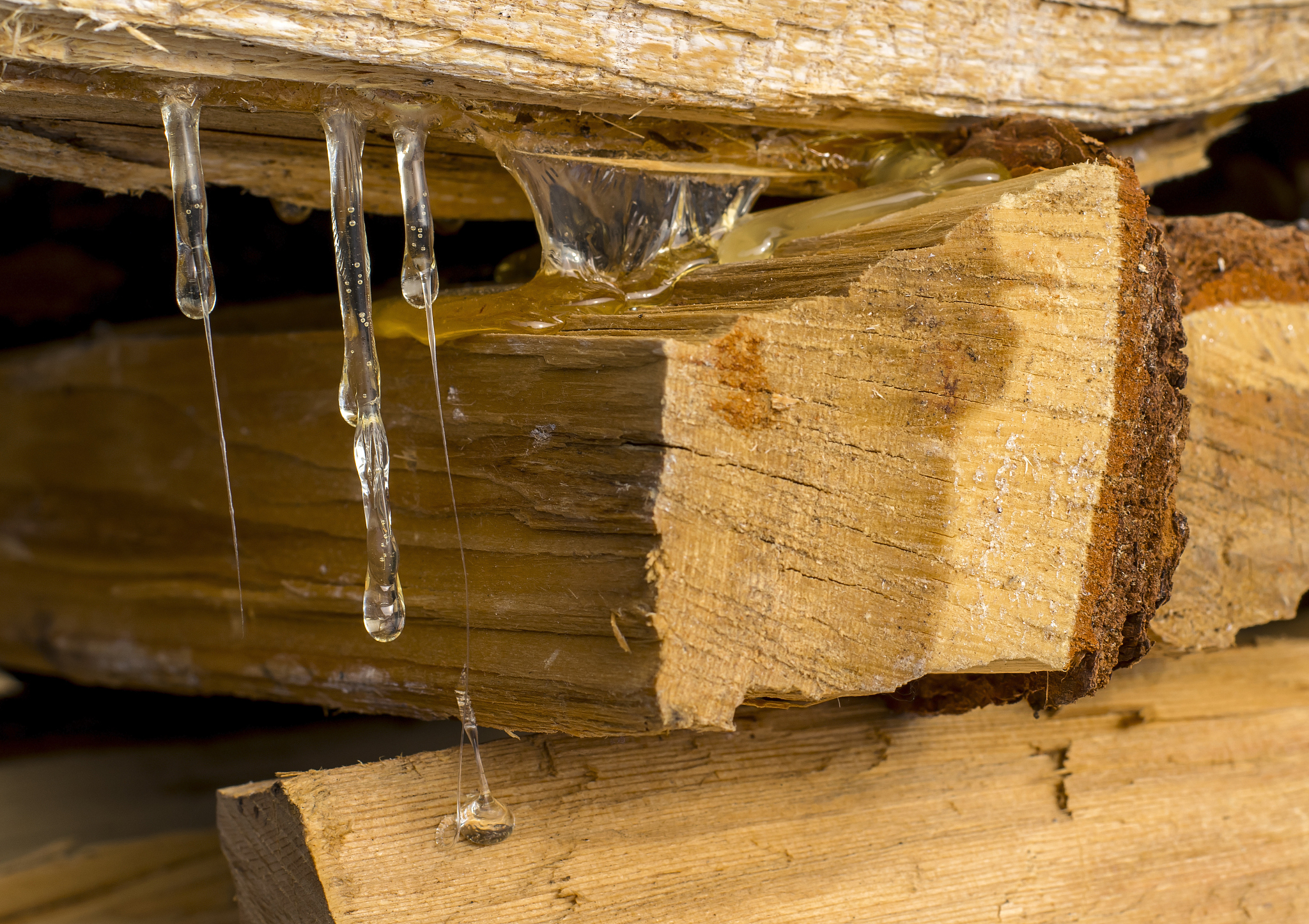 closeup of coniferous tree resin flows down from the stack