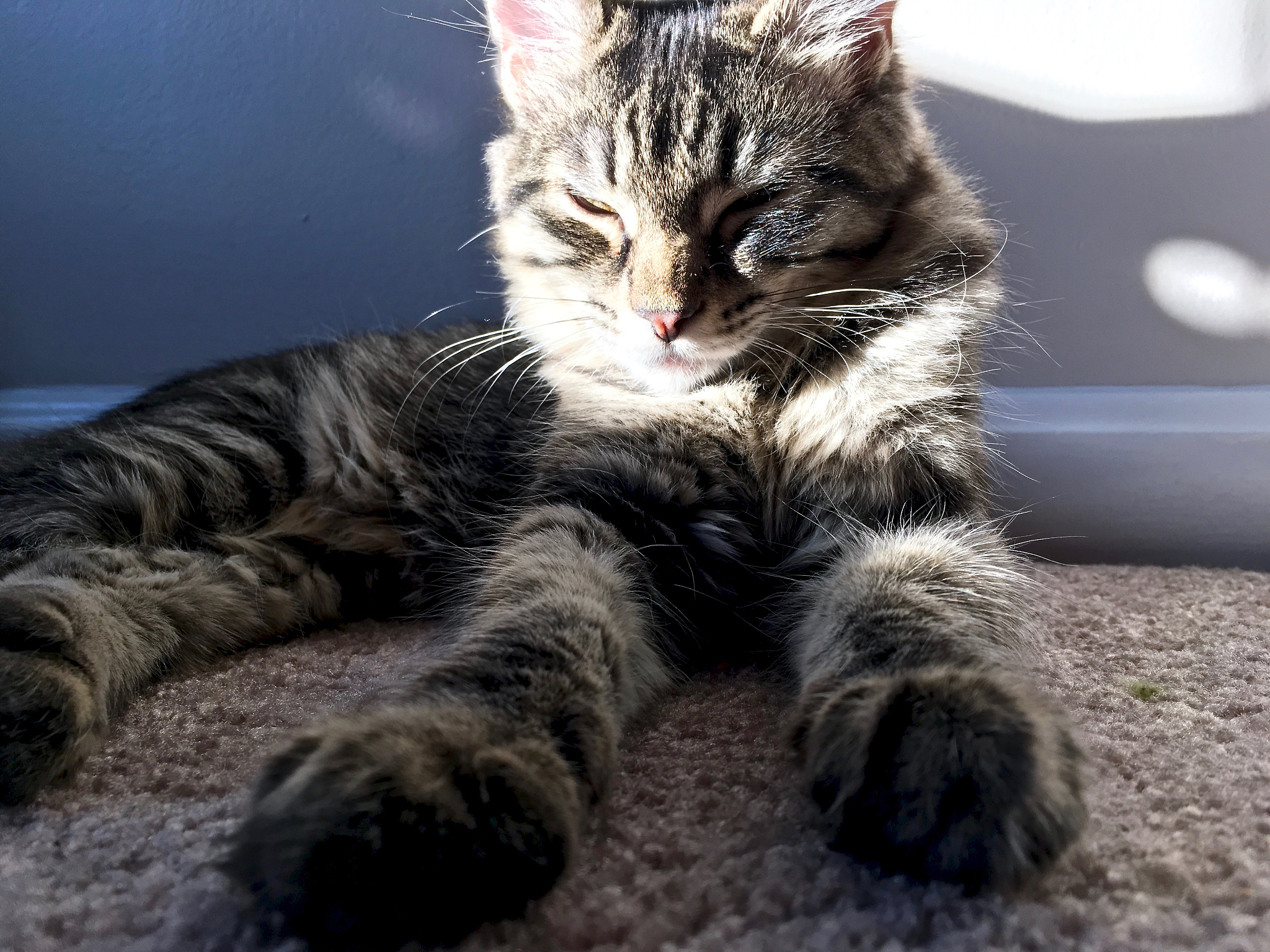 猫的精神状态临床评分：评估猫的心理健康