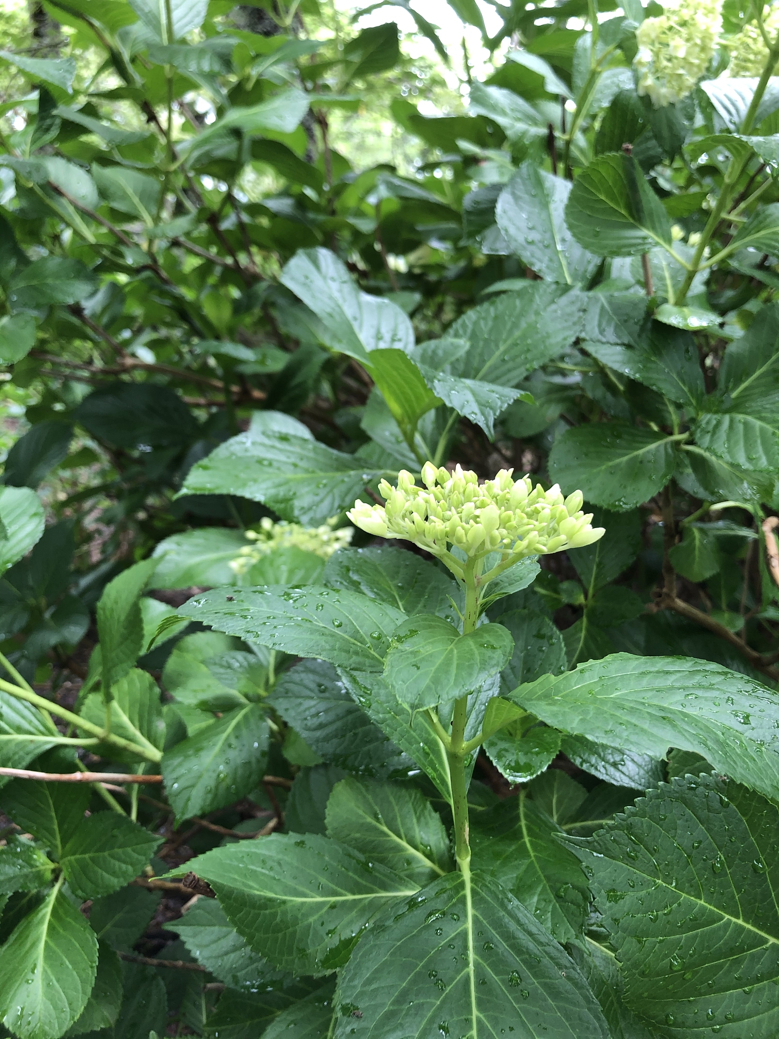 japan hyougo nishiwaki rain hydrangea