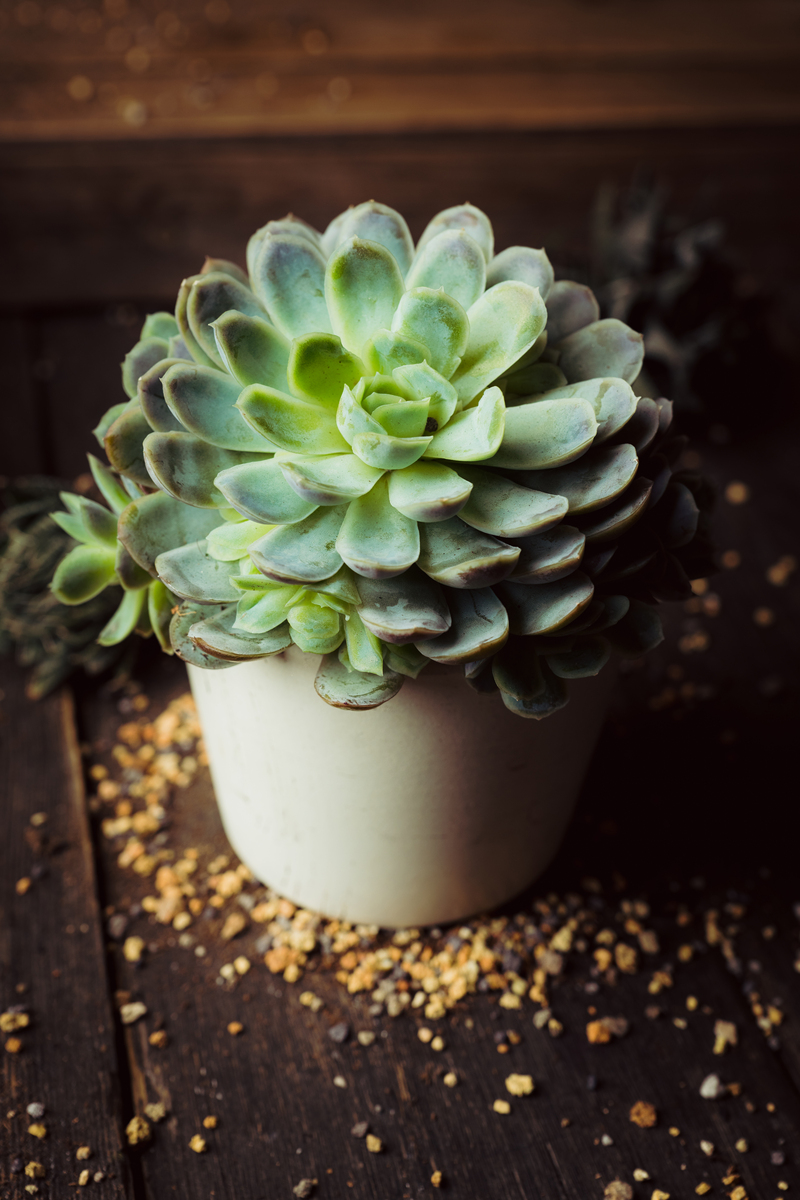 多肉开花要把花剪掉吗会影响生长吗400字