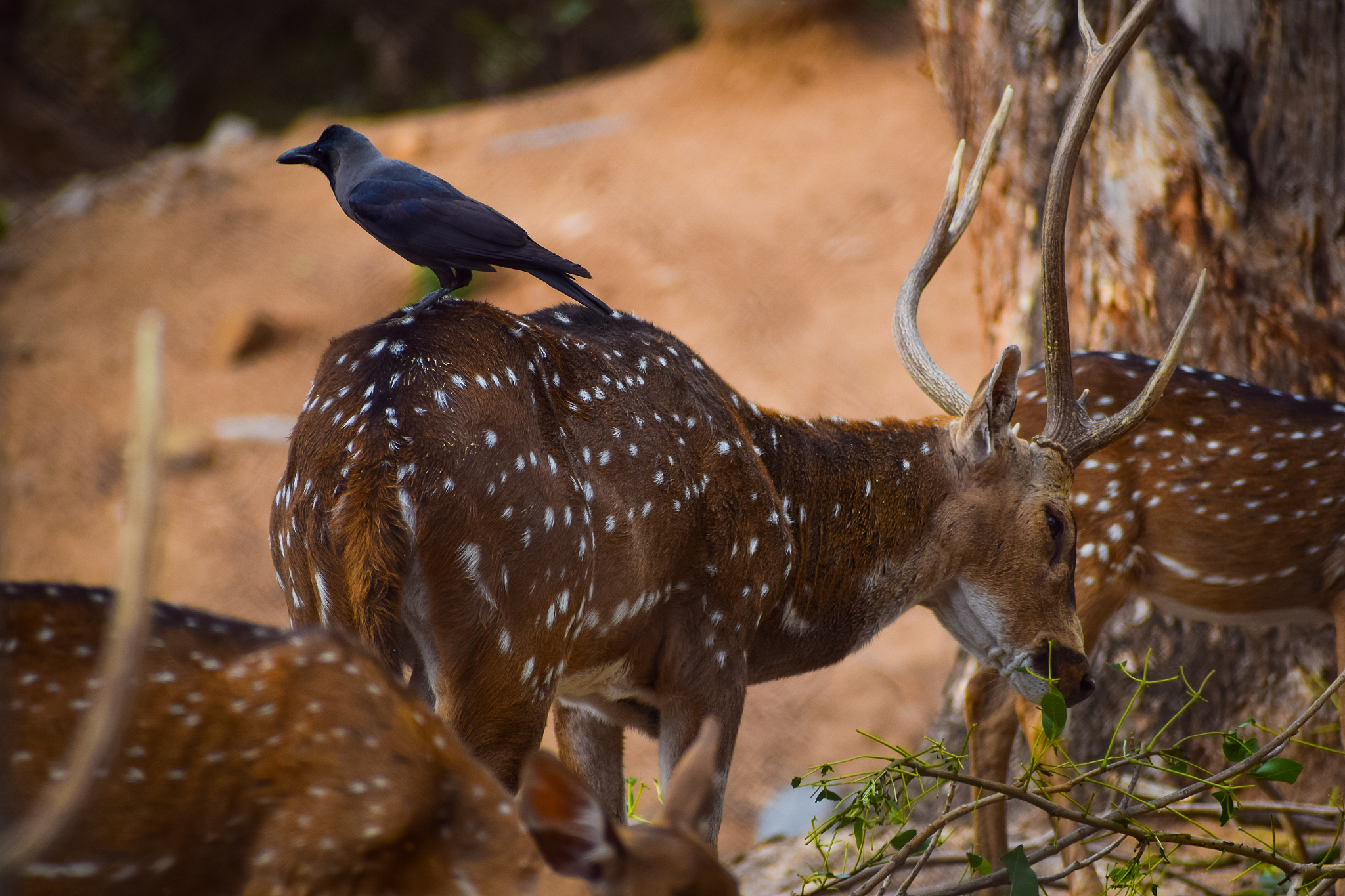 indian deer