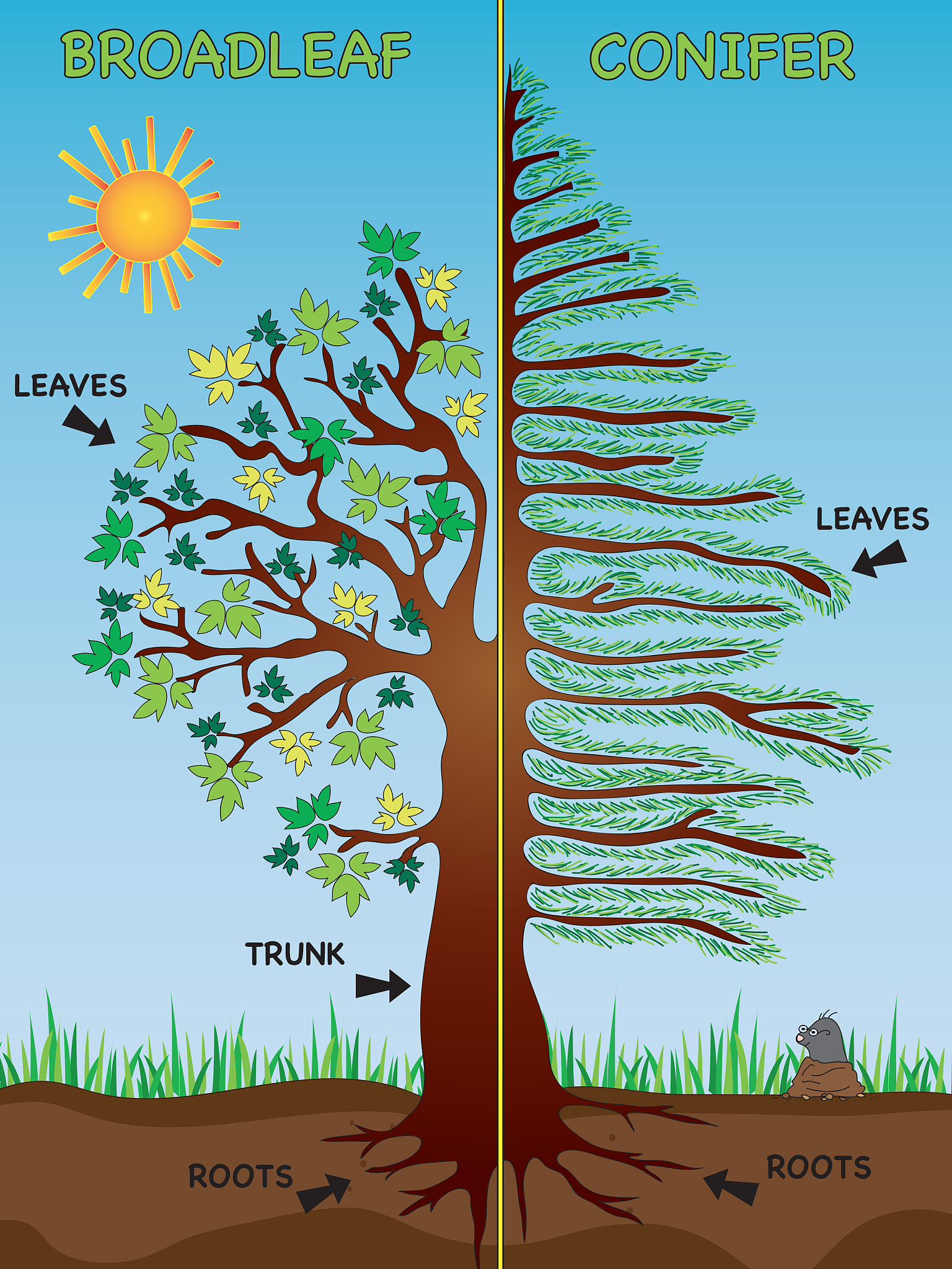 TREE PHYSIOLOGY 期刊: 树木生理学和生物化学领域的领先期刊