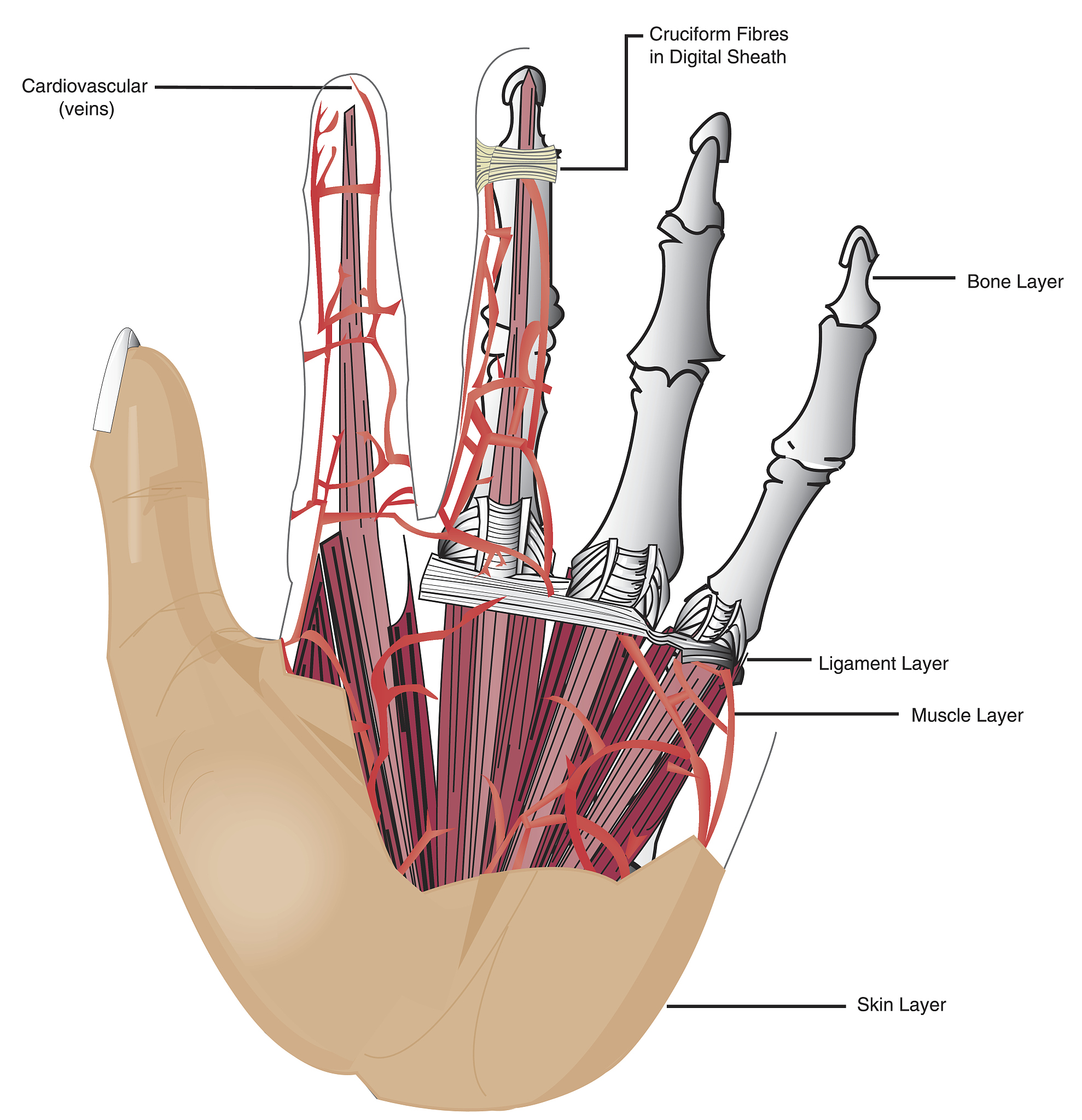 腕骨 - 月骨 (wrist_inner) 人体解剖学