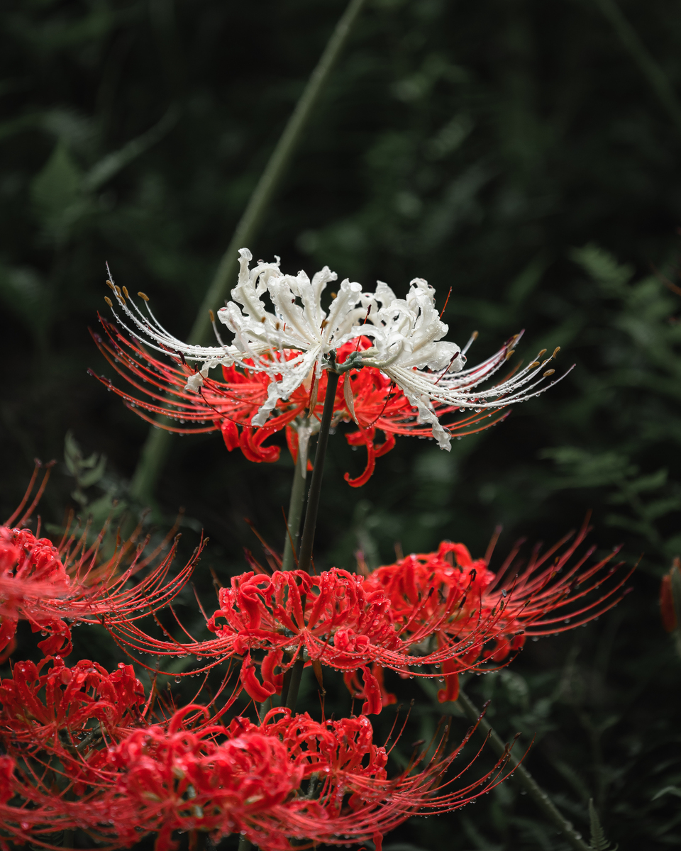 彼岸花：花语、象征意义及文化解读