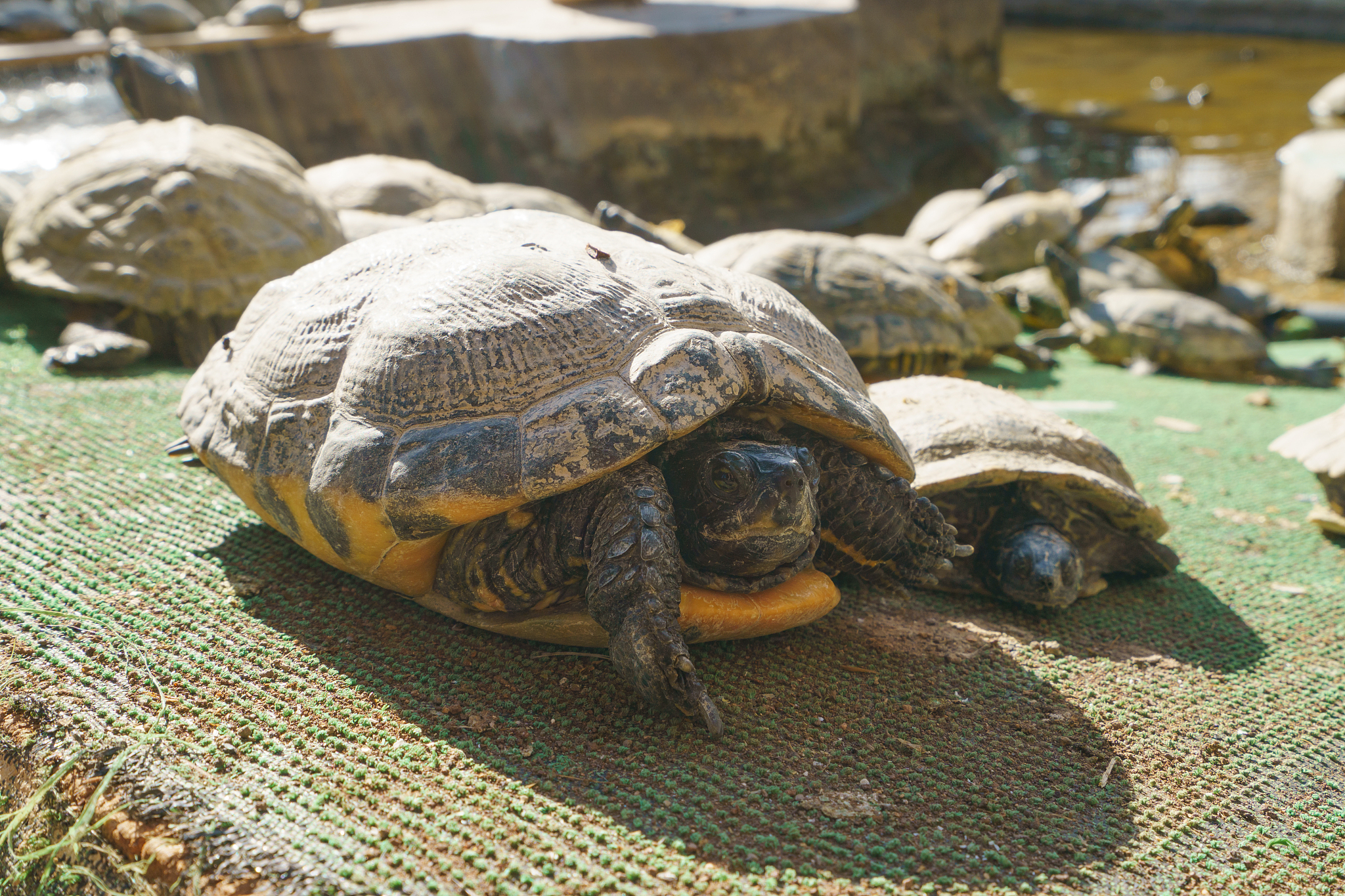 portrait of a turtle in the grand canaria island