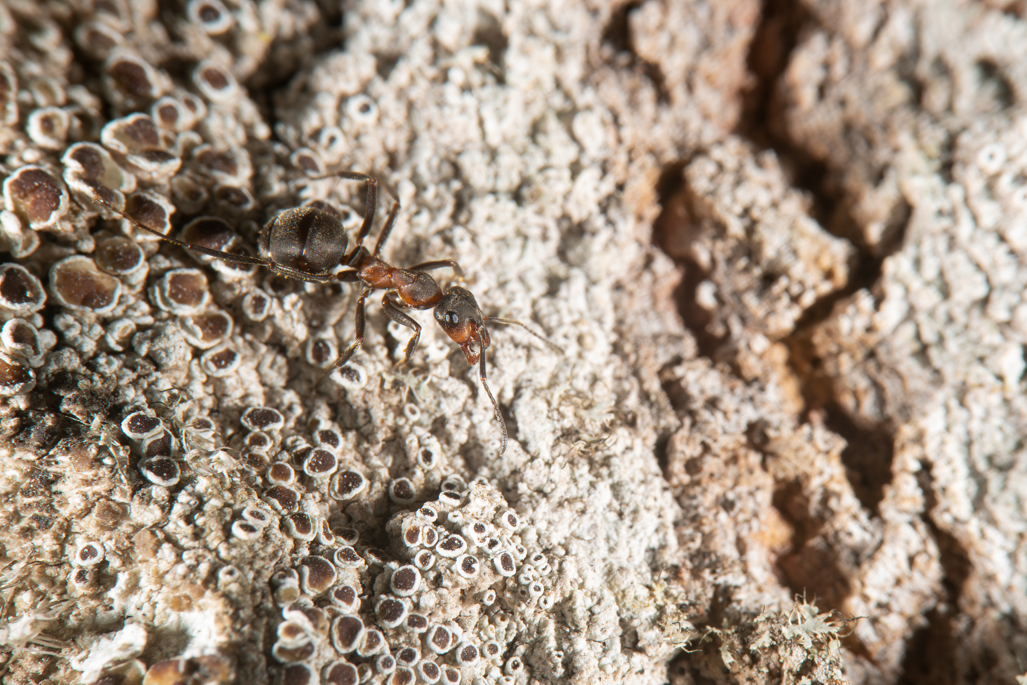 red wood ant on a  tree