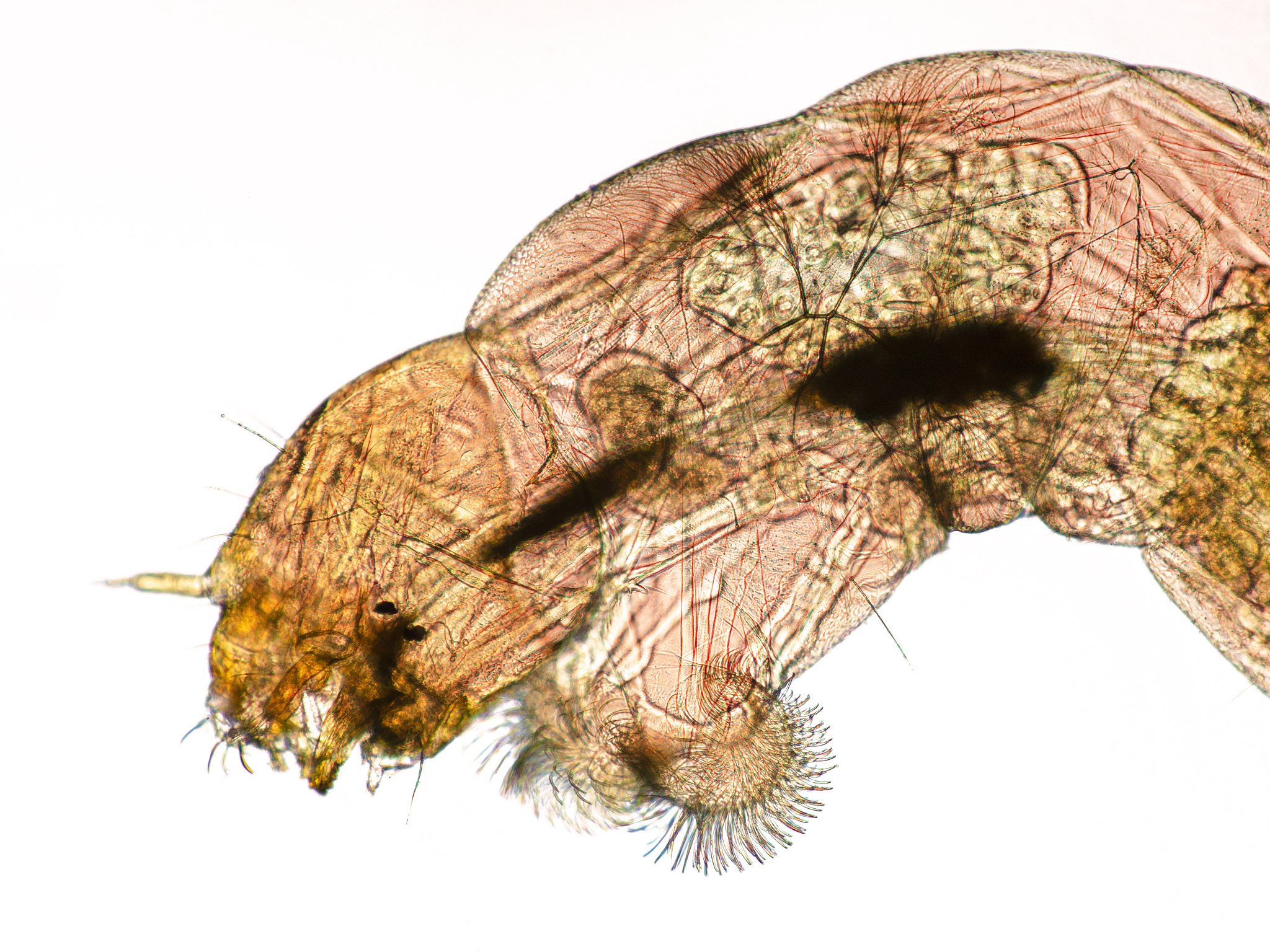 EUROPEAN JOURNAL OF SOIL BIOLOGY 期刊研究范围：土壤生物学前沿