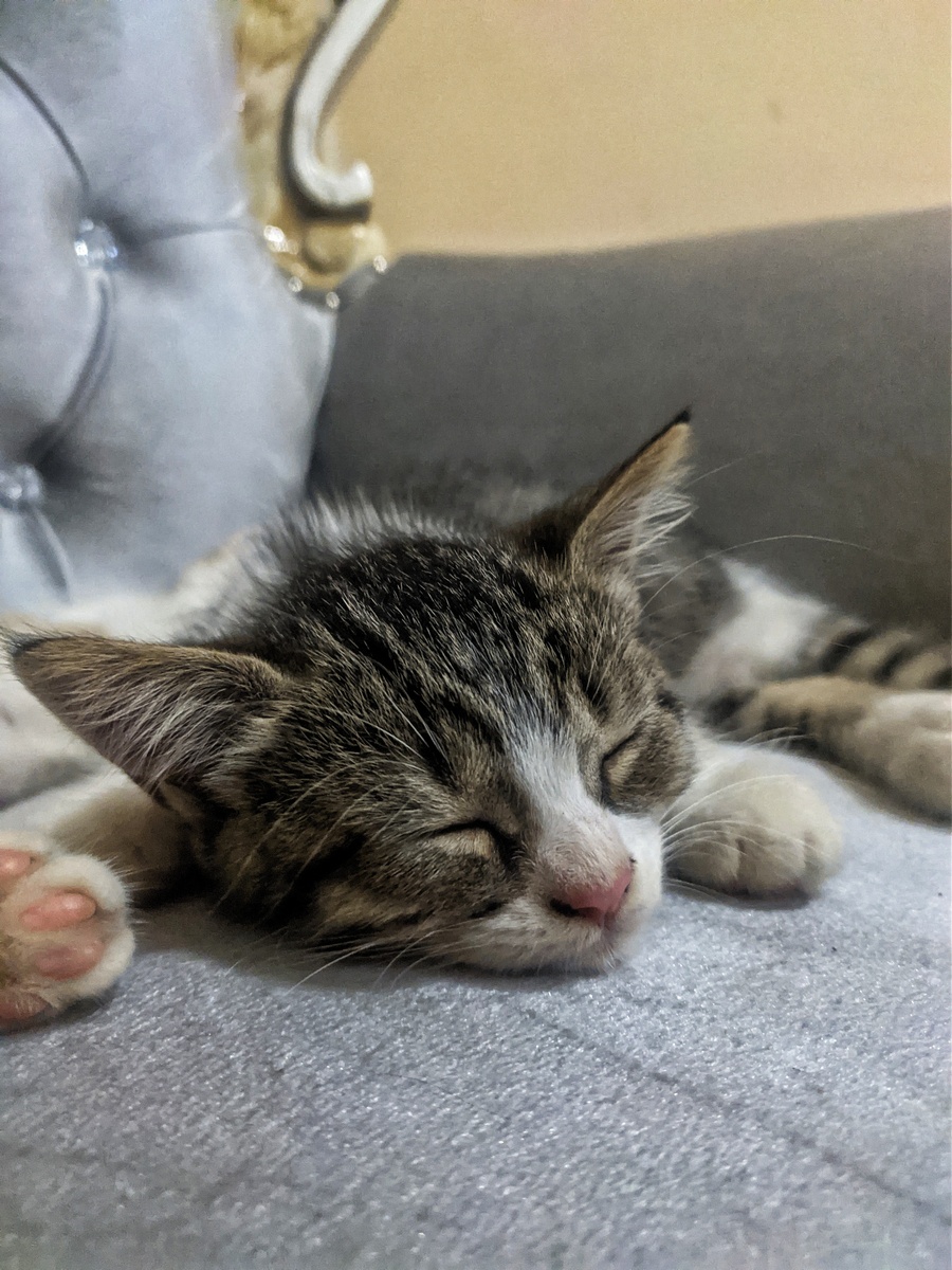 用随机文字组成一张猫的图案