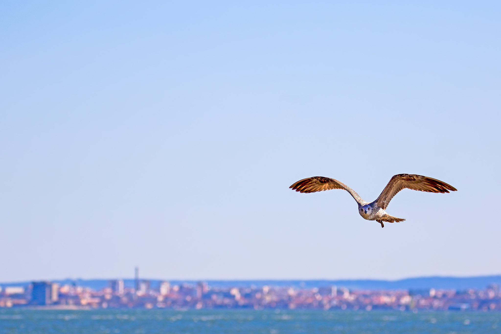 请根据我给你的idea详细描述一个富有创意的画面。 然后使用逗号分隔描述里的修饰词并把描述翻译成英文。idea 一只鸟